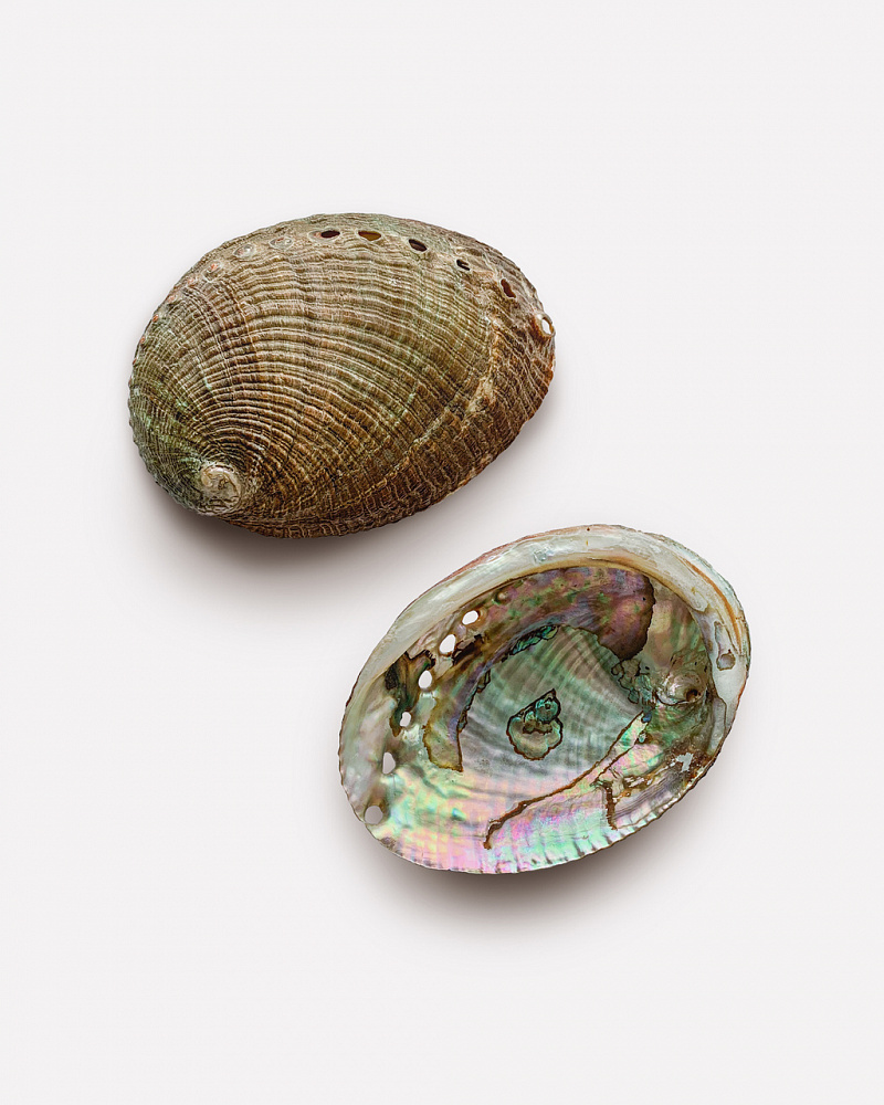 Ashtray Sea Shell MEXICAN ABALONE With Sand, Spirit Rituals (Раковина под  благовония МЕКСИКАНСКИЙ АБАЛОН с песком),